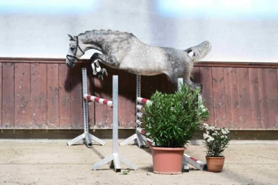 Hohenzollern Stars: Springyoungster v. Valensky - Numero Uno-Tochter. (Fotograf: Hubert Fischer)
