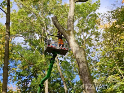 Meldung: Ahornbäume im Park am Postplatz werden wegen eines Pilzbefalls gefällt