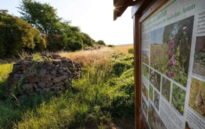 Eine von der NVS NaturStiftung Südpfalz betreute Naturschutzfläche. Durch Flächensicherung, Pflege und Umweltbildung trägt die Stiftung zum Erhalt der biologischen Vielfalt in der Südpfalz bei.