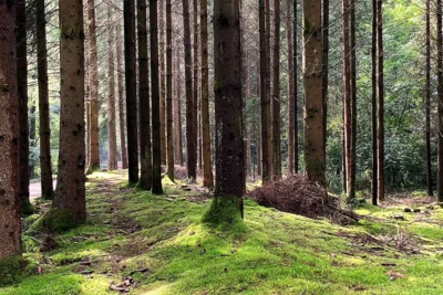 Ihr Wald fit für die Zukunft - Online-Info für Waldbesitzer am 23. November