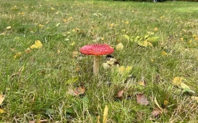 Herbst (Bild vergr&ouml;&szlig;ern)