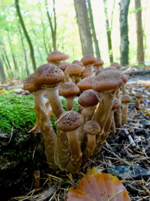 Staunen statt sammeln: Pilze im Naturschutzgebiet bitte stehen lassen