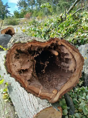 Baumfällung Friedhof Ödernitz (Bild vergr&ouml;&szlig;ern)