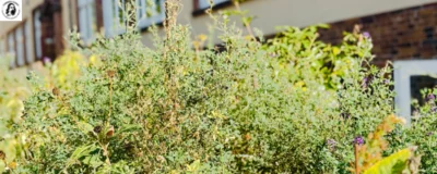 News, erstellt mit Canva, Foto: A.Bielska