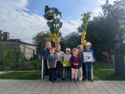 Meldung: Sonnenblumenwettbewerb vom OGV Mörslingen