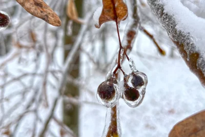 Im Winter. © M. Schröder-Heidtmann/AG Wildblume Rehfelde (Bild vergr&ouml;&szlig;ern)