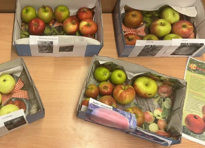 In den sauren Apfel beißen? Von wegen! (Bild vergr&ouml;&szlig;ern)