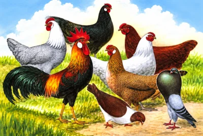 51. Erzgebirgsschau des KTZV Sayda u.U. - Rassegeflügel und Kaninchen