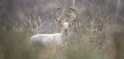 Damhirsch in Sielmanns Naturlandschaft Döberitzer Heide. Das weiße Fell ist eine Farbanomalie. (Foto: Ingolf König)