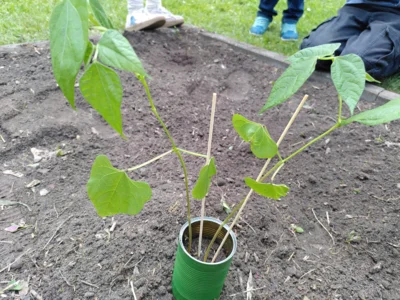 Bohnenpflanze im Juni (Bild vergr&ouml;&szlig;ern)