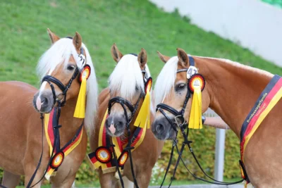 Bundessiegerfamilie Haflinger