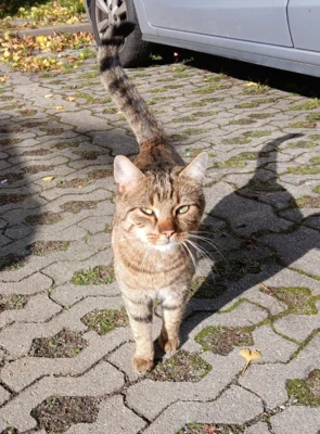 Katze (Bild vergr&ouml;&szlig;ern)
