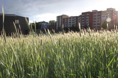 Vorschaubild : STADTNATUR