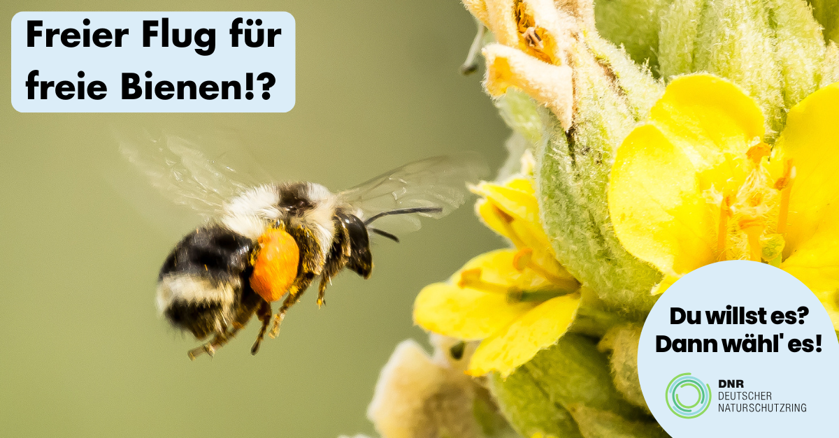 Biodiversität Bienen - Motiv der Verbändekommunikation