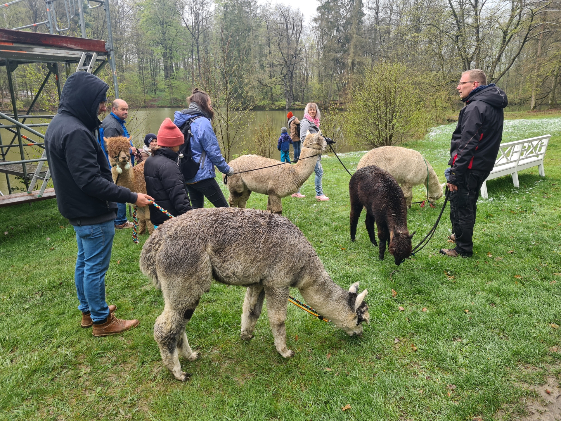 Alpaka Wanderung im Schlosspark II