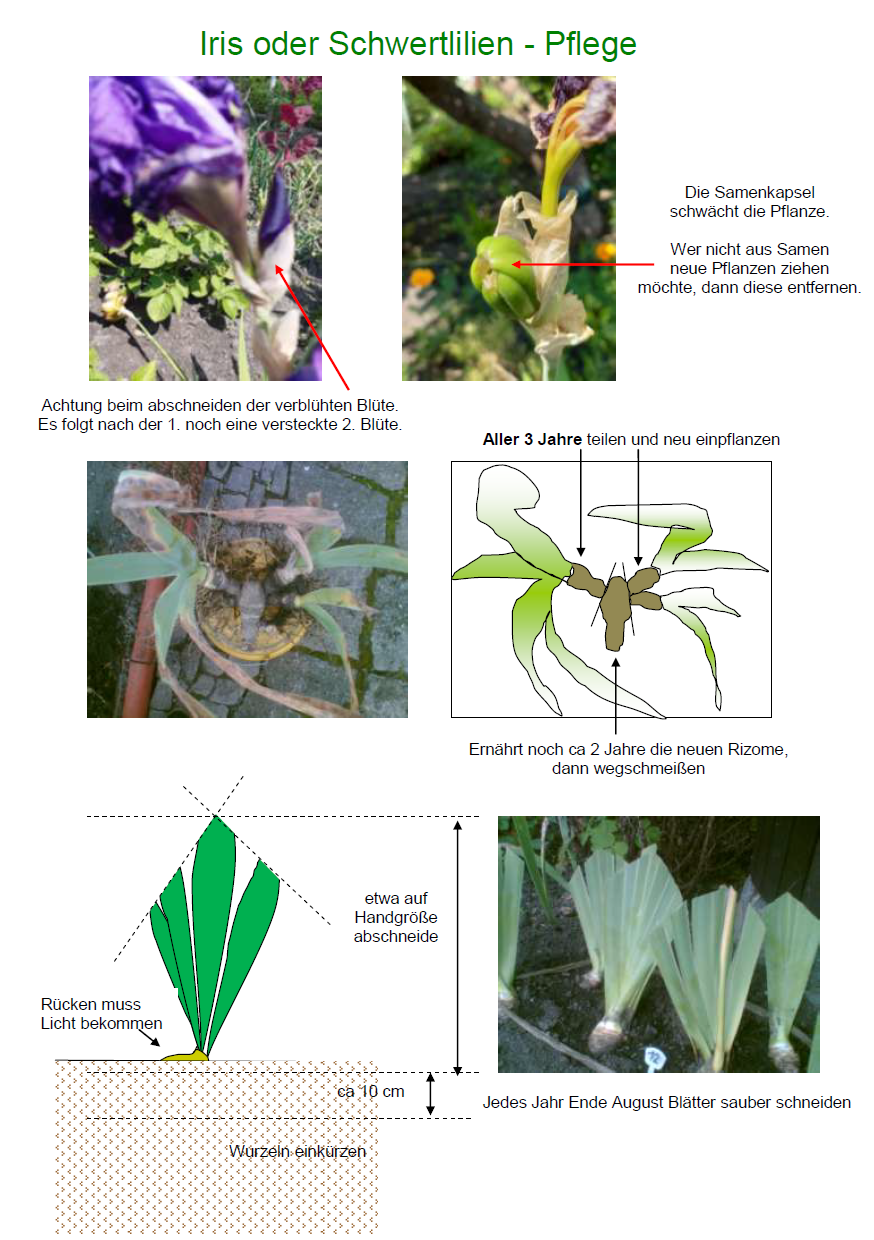 IrisOderSchwertlilienpflege