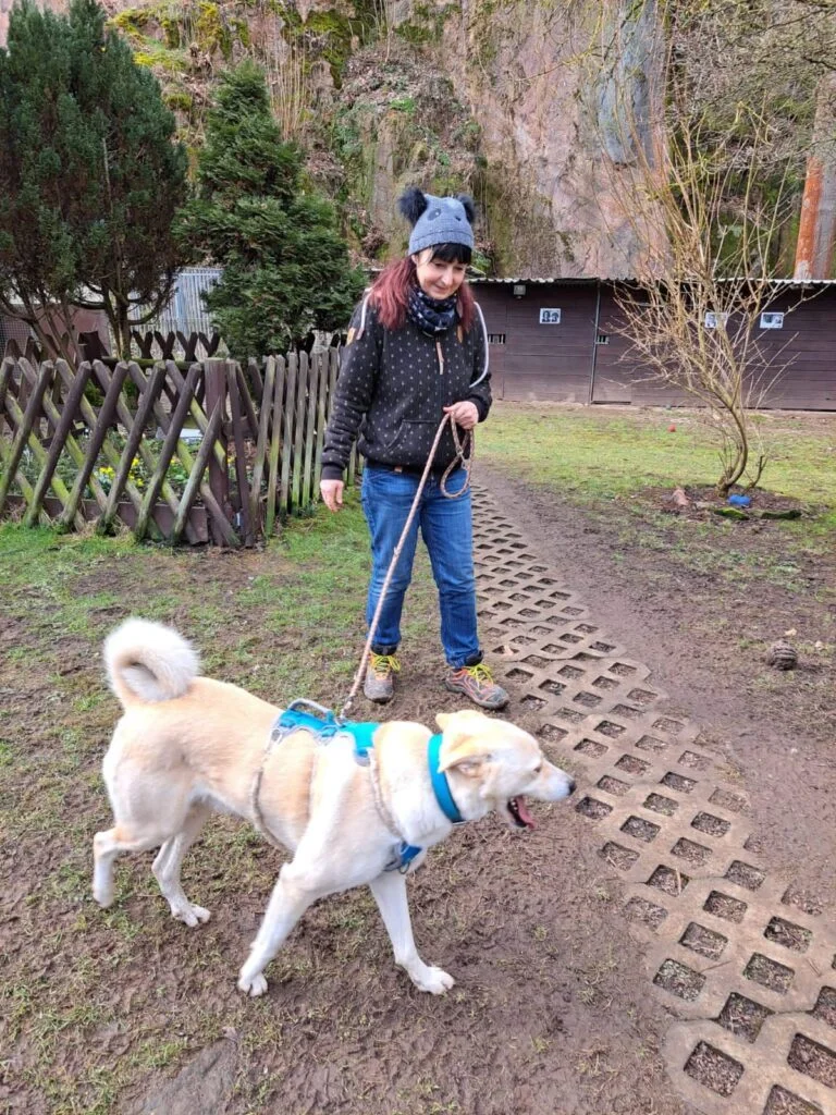 Dilon wird trainiert leinenführig zu sein