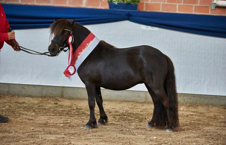 750x480-crop-90-rassesiegerin_shetland