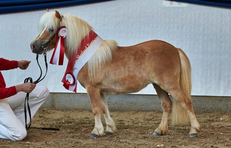 750x480-crop-90-rassesiegerin_shetland_u_87