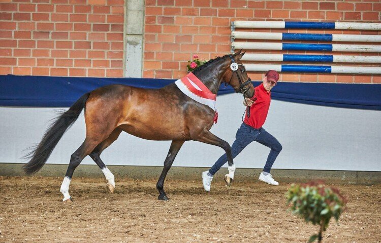 750x480-crop-90-siegerin_deutsches_reitpony