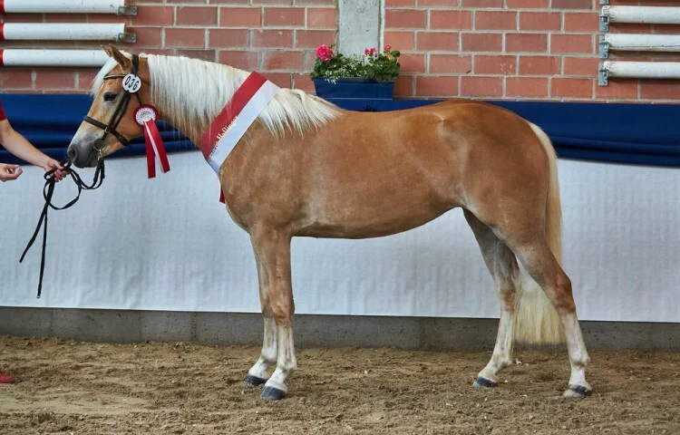 750x480-crop-90-siegerin_haflinger