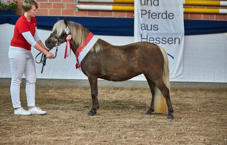 750x480-crop-90-siegerstute_deutsches_classic_pony