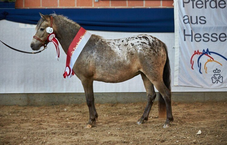 750x480-crop-90-siegerstute_deutsches_pard_bred_shetlan
