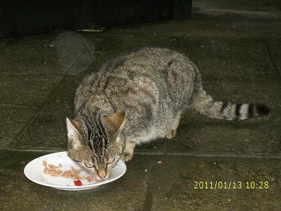 Foto zur Meldung: Junge Katze in Calau gefunden