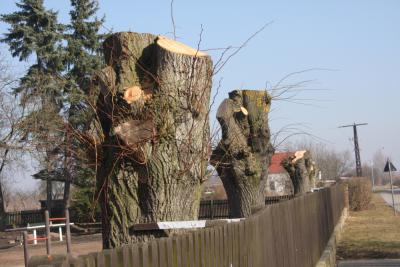 Kappung der Schulhof-Linden ist Folge eines alten Fehlers (Bild vergr&ouml;&szlig;ern)