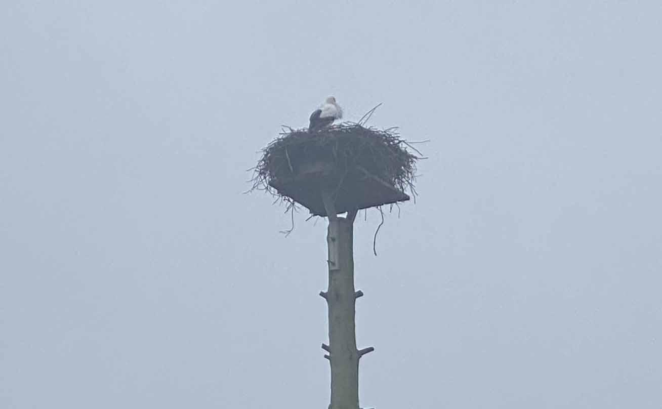 2023_02_05_Storch in Eggebek_kurz