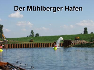 Abfischen im Mühlberger Hafen (Bild vergr&ouml;&szlig;ern)