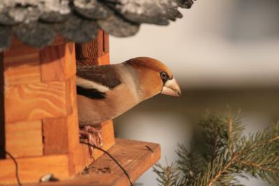 Sollte man Vögel im Winter füttern? (Bild vergrößern)