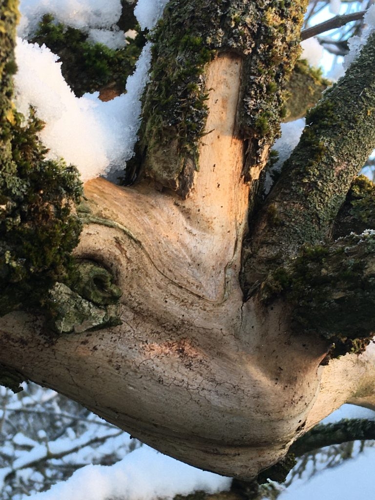 Der Holunder – Baum zwischen den Welten