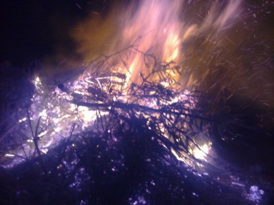 Foto zur Meldung: Weihnachtsbäume verbrannt