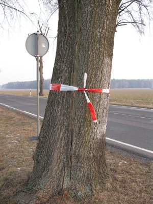 Behörden untersuchten Frostrisse an Straßenbäumen (Bild vergrößern)