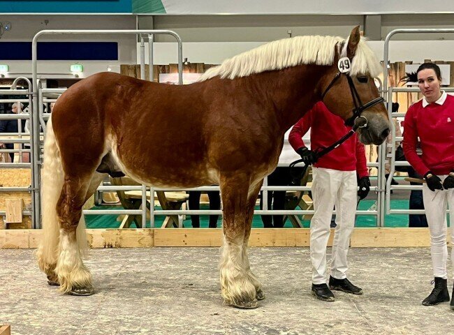 650x480-crop-90-hennes-gold