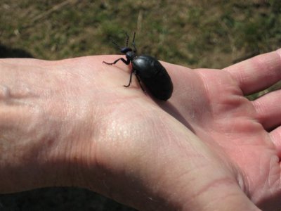 "Wir bieten mehr - interessante Natur und Bewohner an der Elbe" (Bild vergr&ouml;&szlig;ern)