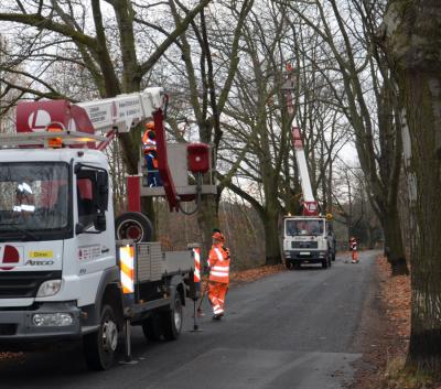 Achtung: Baumpflegearbeiten im öffentlichen Raum!