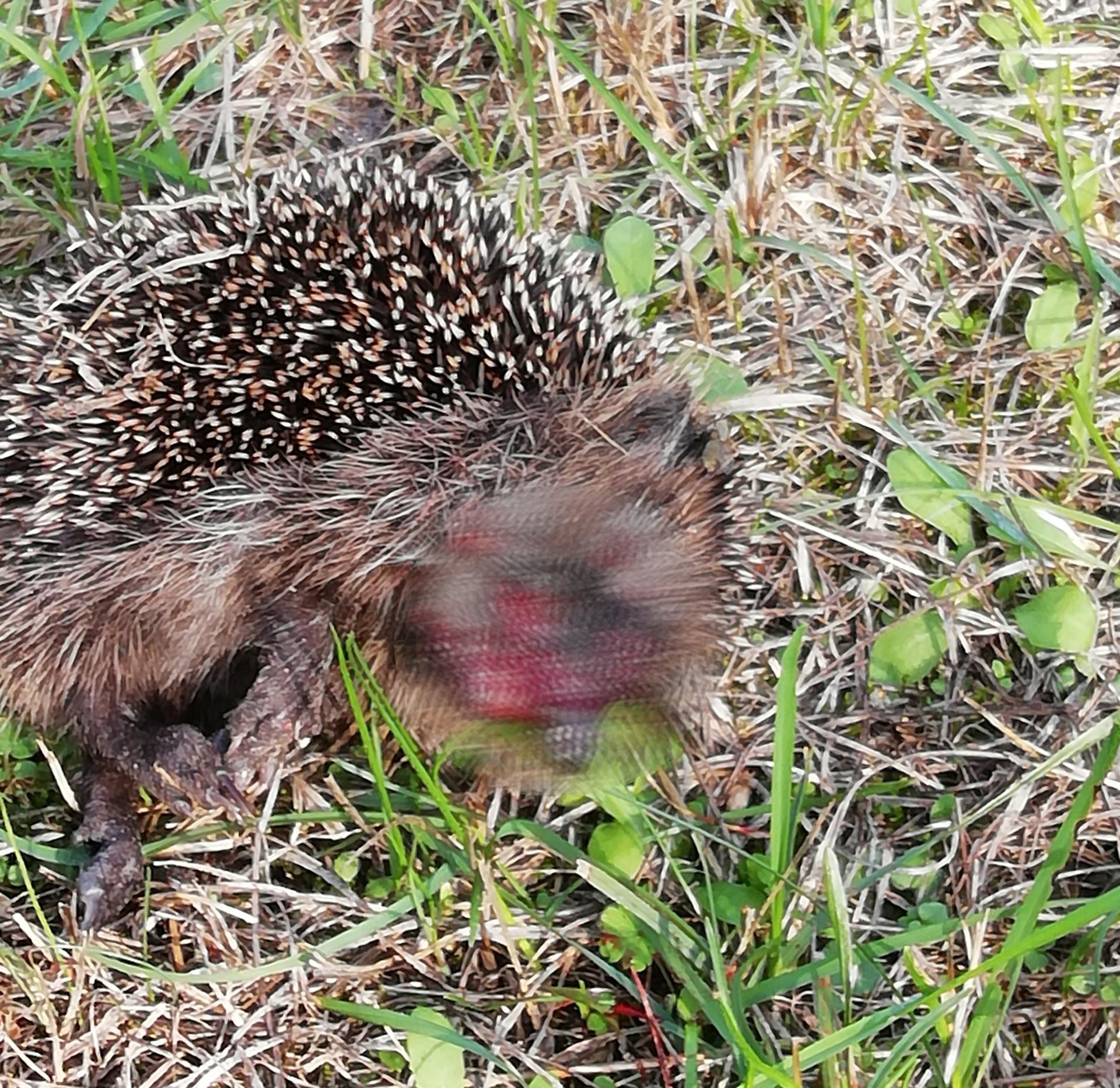 Tödlich verletzter Igel