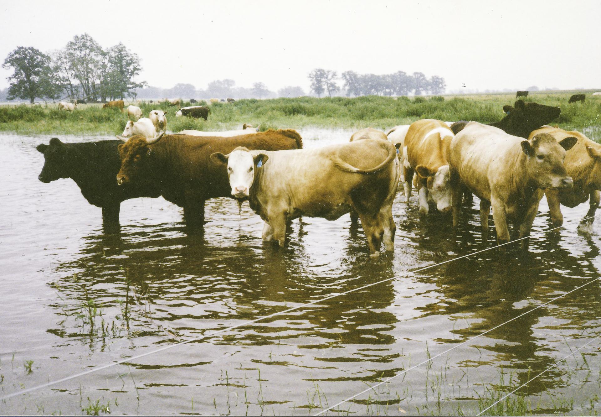 Auf den umliegenden Weiden stand das Vieh tagelang im Wasser. Foto: Giesela Thiel