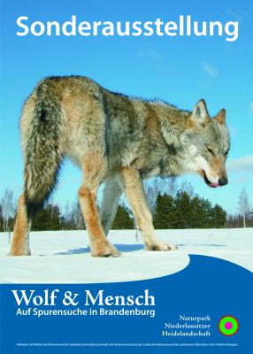 Sonderausstellung „Wolf & Mensch – auf Spurensuche in Brandenburg“ wieder im Kreismuseum Bad Liebenwerda