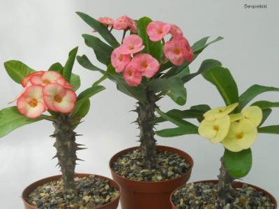 Vorschaubild zur Meldung: Angebot Euphorbia milii Thai Hybriden