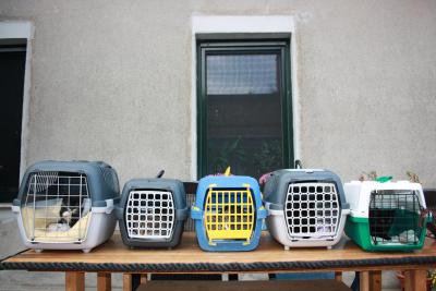 Foto zur Meldung: Abholung der Katzen aus Tannenheim bei Barth! Foto zur Meldung: Abholung der Katzen aus Tannenheim bei Barth!