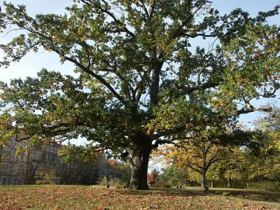 Bekämpfungsaktion gegen Eichenprozessionsspinner 2015 wird vorbereitet - Befallene Bäume bis 14. Oktober melden! (Bild vergrößern)