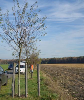 Idyllisch: Weitere Obstbäume sollen Drochower Feldflur bereichern