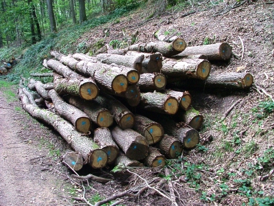Vorschaubild zur Meldung: Brennholz-Bestellungen