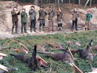 Drückjagd in Kostebrau und Schipkau