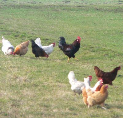 Heile Hühnerwelt: In Schipkau kann Geflügel ins Freie