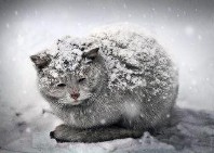 Foto zur Meldung: Streuner im Winter Foto zur Meldung: Streuner im Winter