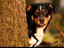 Falkensee De Gefahrlicher Staupe Virus Bei Fuchsen Gefunden Impfschutz Bei Hunden Uberprufen